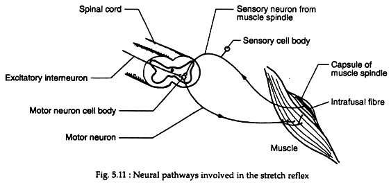 Neural Pathways Involved in the Stretch Reflex
