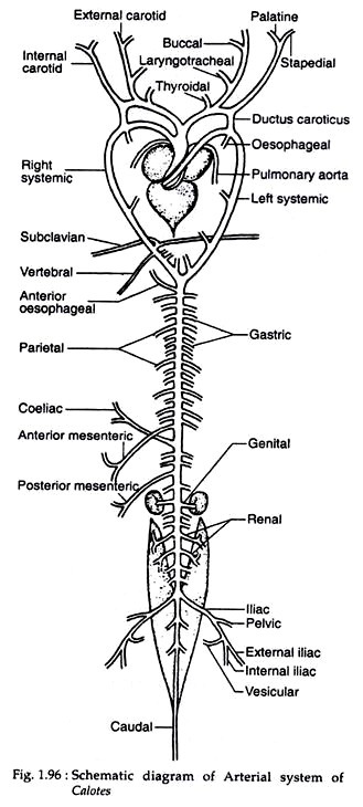 Figure 2 From General Morphological And Functional Characteristics Of The Cephalopod Circulatory System An Introduction Semantic Scholar