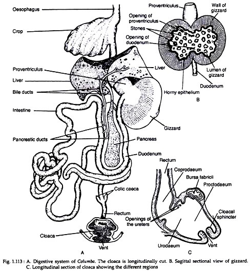 Digestive system of columbia