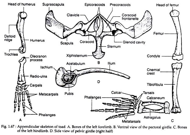 Appendicular skeleton of toad