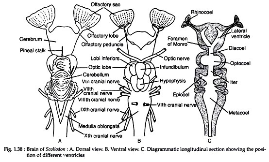 Brains of scoliodon