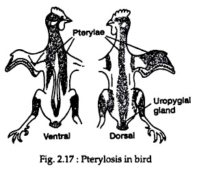 Pterylosis in Bird