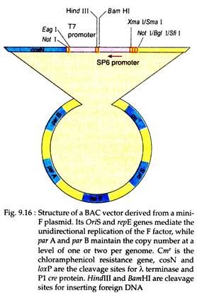 Structure of a BAC Vector