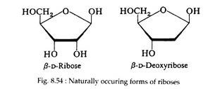 Naturally Occuring Forms of Riboses