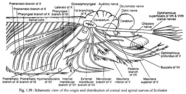 Schematic view of the origin and distribution of cranial nerves of scoliodon