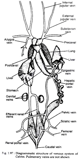Diagrammatic structure of venous system of calotes