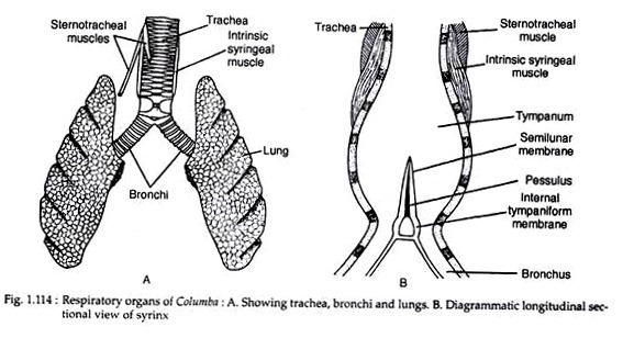Respiratory organs of columba