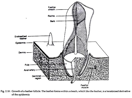 Growth of a Feather Follicle
