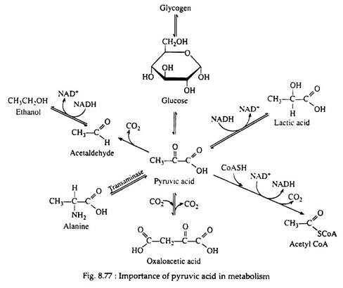 Importance of Pyruvic Acid in Metabolism