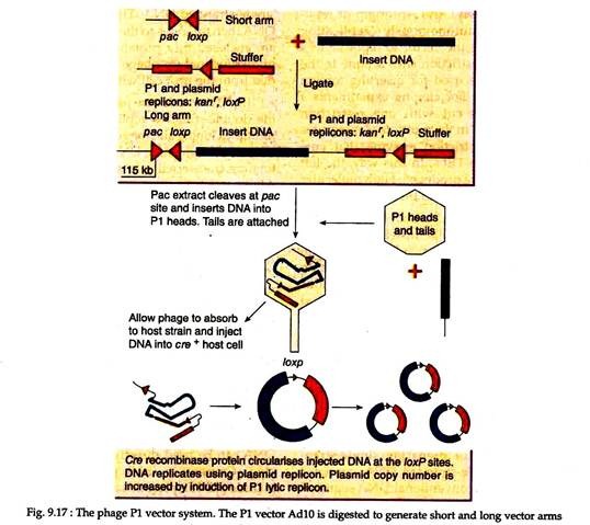 The Phage P1 Vector System