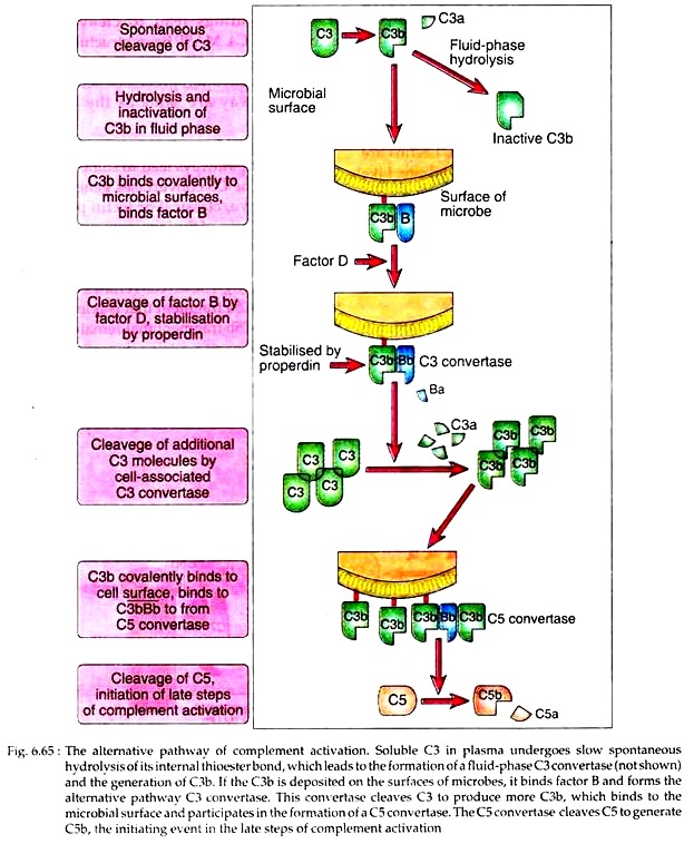 Alternative Pathway of Complement Activation
