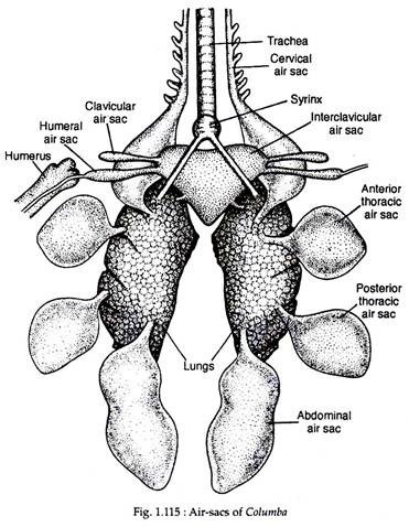 Air-sacs of columba