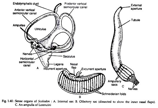 Sense organs of scoliodon