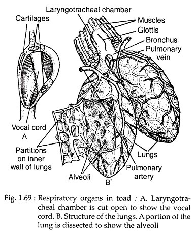 Respiratory Organs in Toad