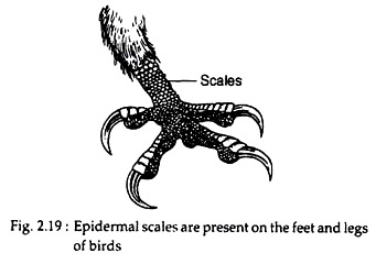 Epidermal Scales are present on the Feet and Legs of Bird