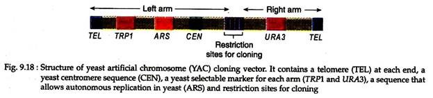 Structure of Yeast Artifical Chromosome Cloning Vector