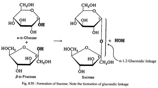 Formation of Sucrose