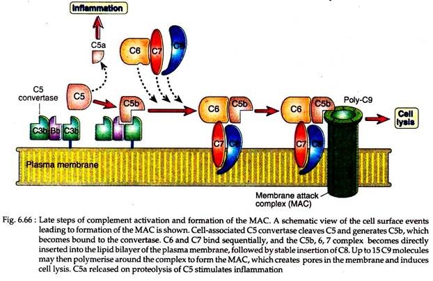 Late Steps fo Complement Activation and Formation of the MAC