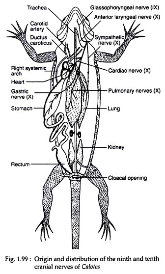 Origin and distribution of the ninth and tenth cranial nerves of calotes