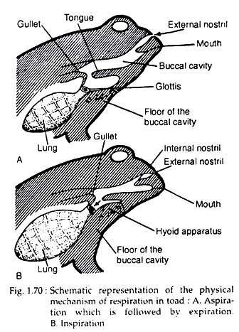 The Respiratory System Of Toad With Diagram Zoology