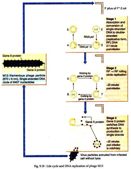 Life Cycle and DNA Replication of Phage M13