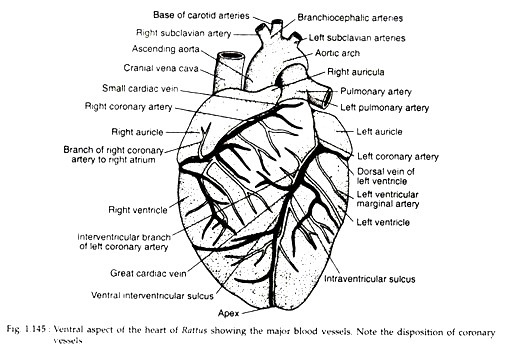 Ventral aspect of the heart of Rattus showing the major vessels