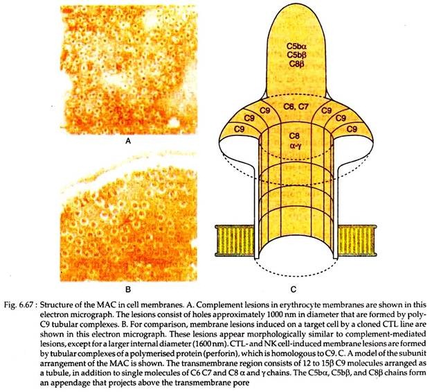 Structure of the MAC in Cell Membranes