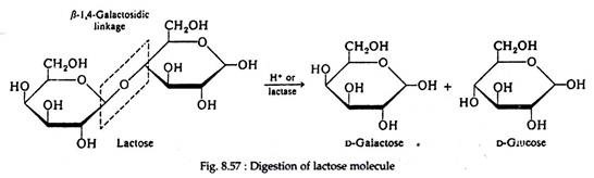 Digestion of Lactose Molecule