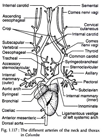 Different arteries of the neck and thorax in columba