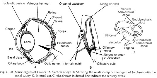 Sense organs of calotes