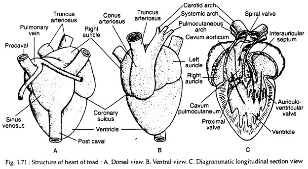 Structure of heart of toad