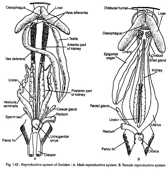 fish reproductive system diagram