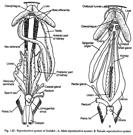 Reproductive systems of scoliodon
