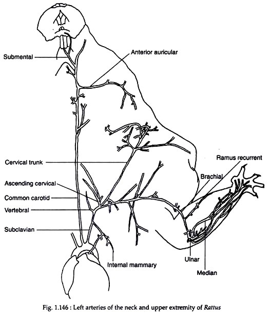 Left arteries of the neck and upper extremity of Rattus