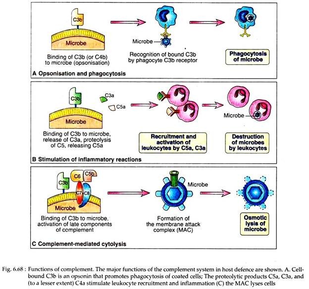 Functions of Complement