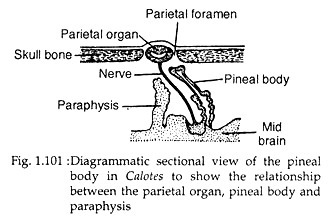 Pineal body in calotes