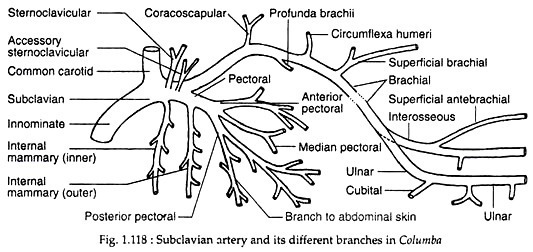 Subclavian artery and its different branches in columba
