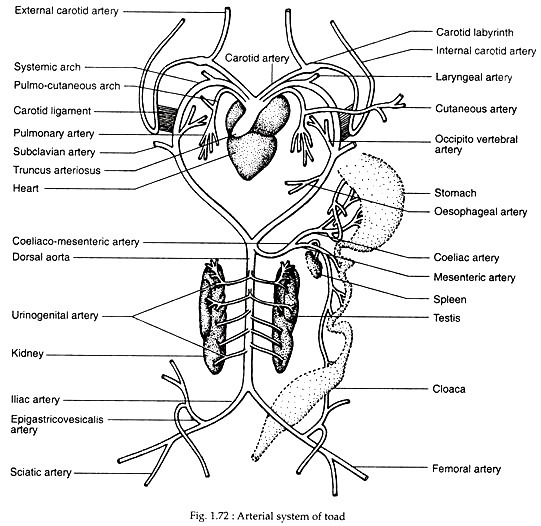 Arterial system of toad