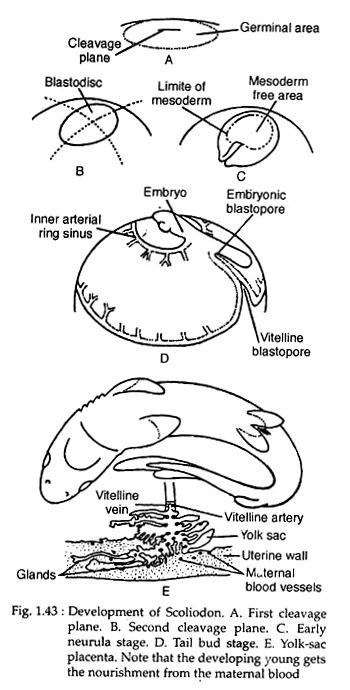 Development of Scoliodon