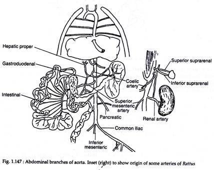 Abdominal branches of aorta
