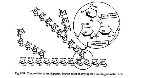 Composition of Amylopectin