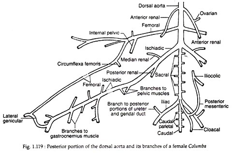 Posterior portion of the dorsal aorta and its branches of a female columba