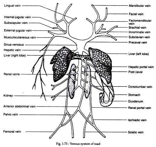 Venous system of toad