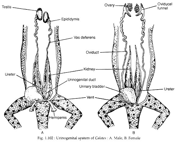Urinogenital system of calotes