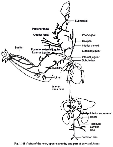 Veins of the neck, upper extremity and parts of the pelvis of Rattus