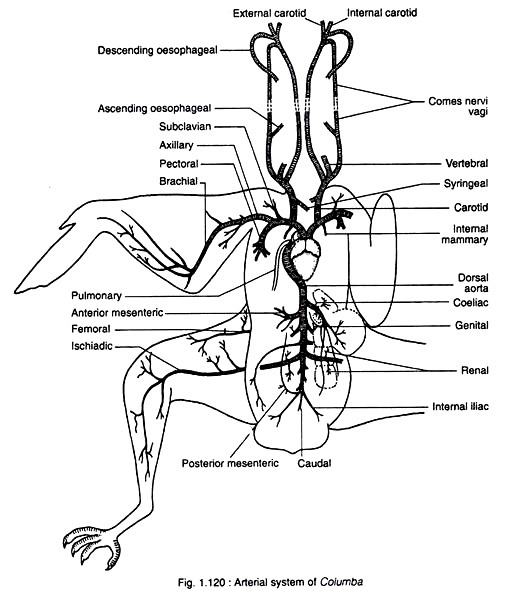 Arterial sytem of columba