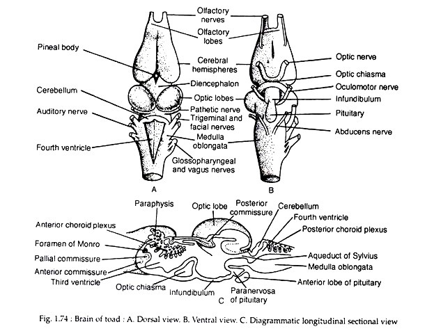 Brain of toad