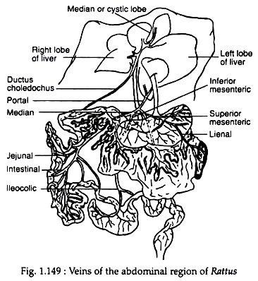 Veins of the abdominal region of Rattus