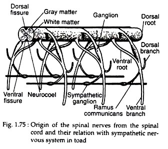 Origin of the spinal nerves from the spinal cord and their relation with sympathetic nervous system in toad