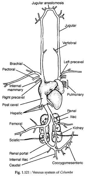 Venous system of columba